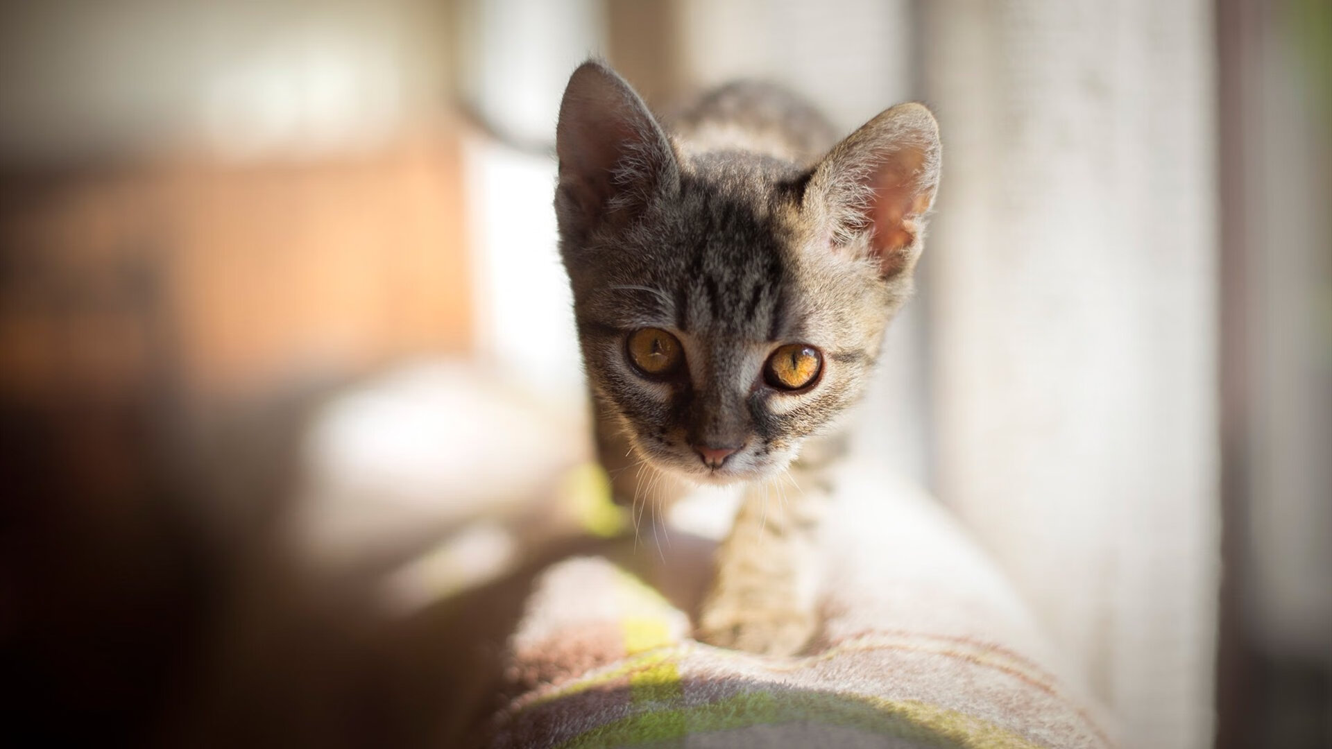 豪门青训球员是否更容易迷失方向,出生豪门青训的中场