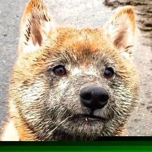 NBA比赛录像技术发展与战术解析,nba录像录像