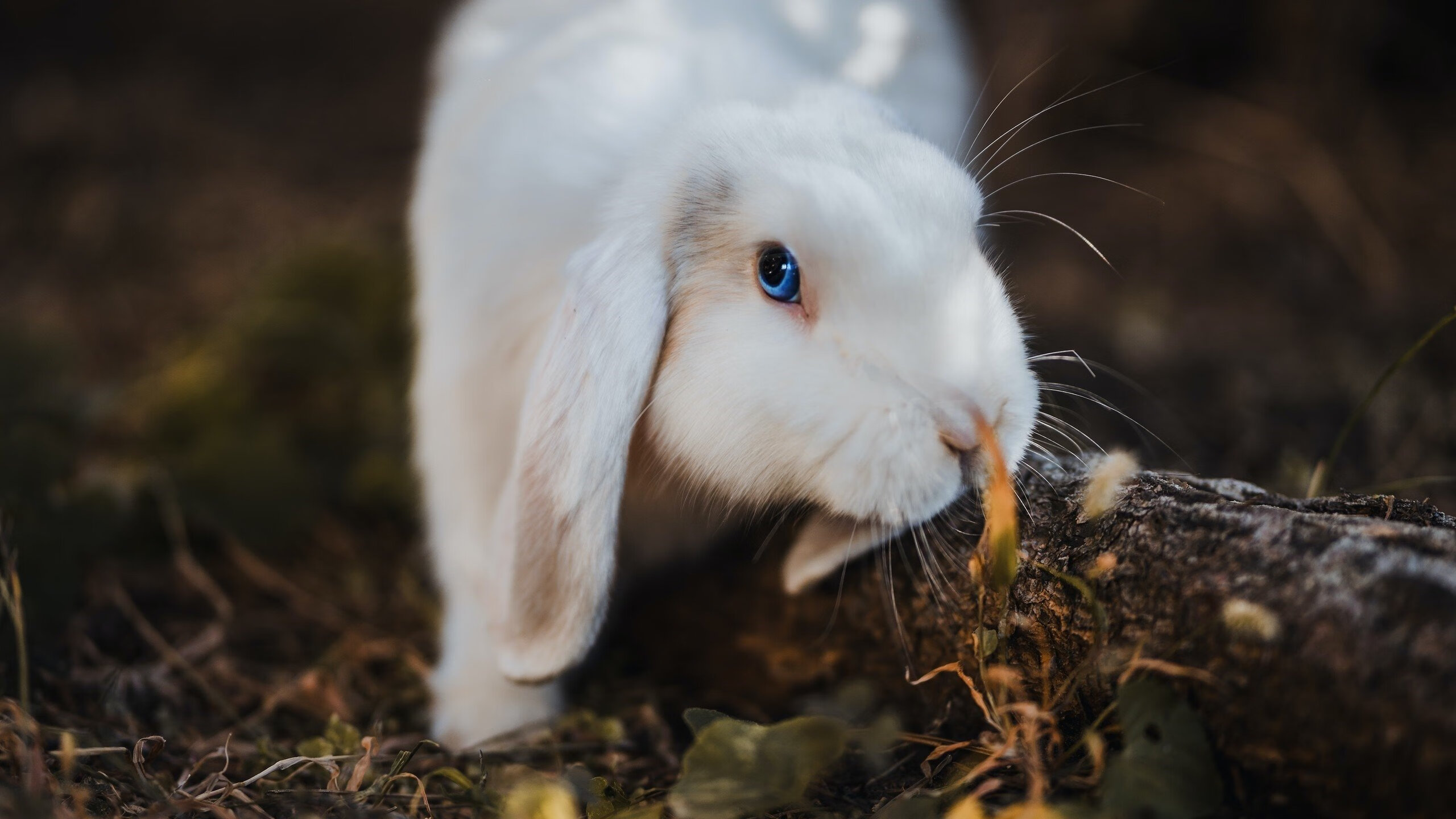 中国篮球职业联赛市场营销与品牌推广策略分析，全国篮球联赛优势