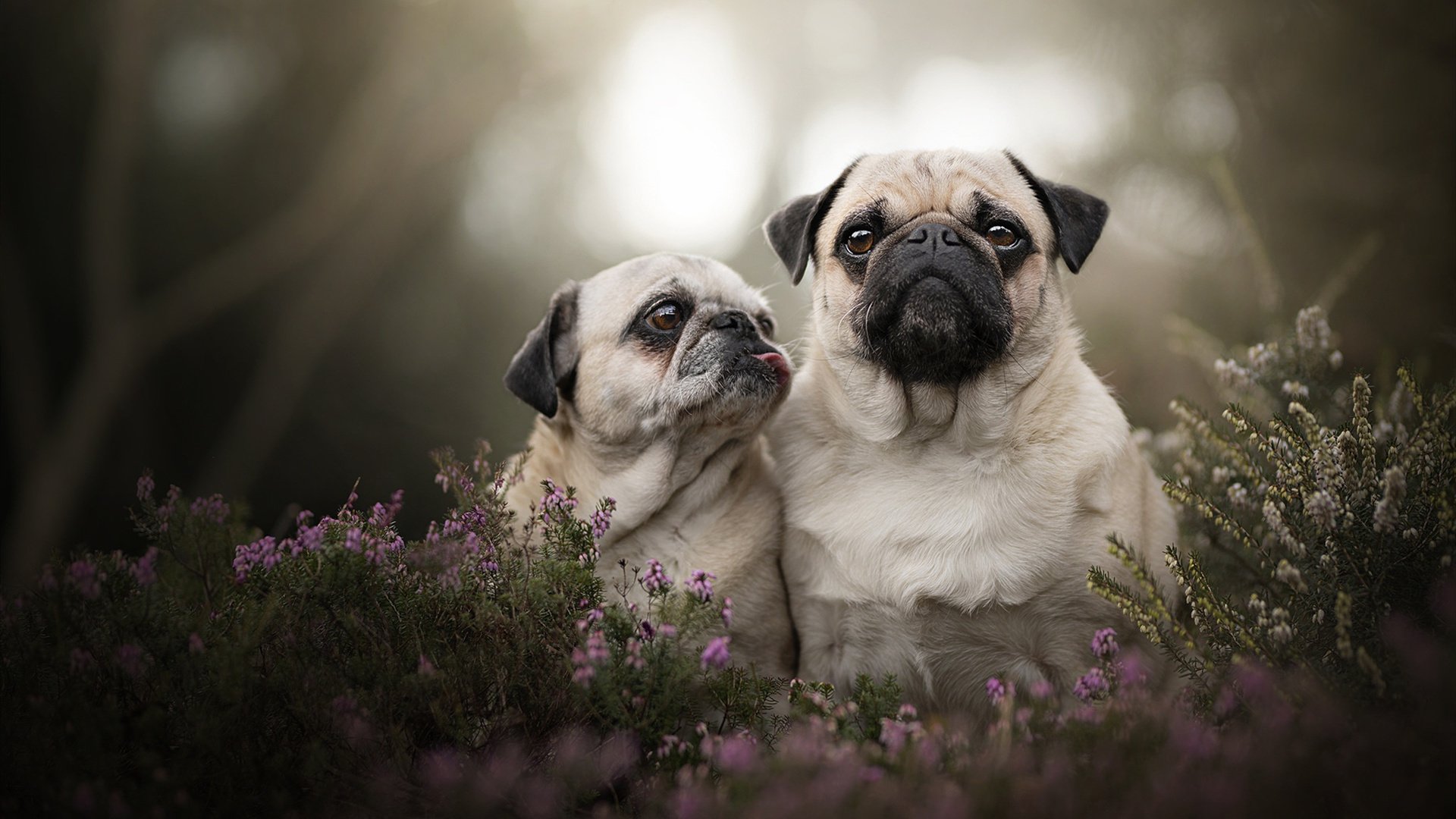 中超外援替代方案绩效评估，中超外援将限薪