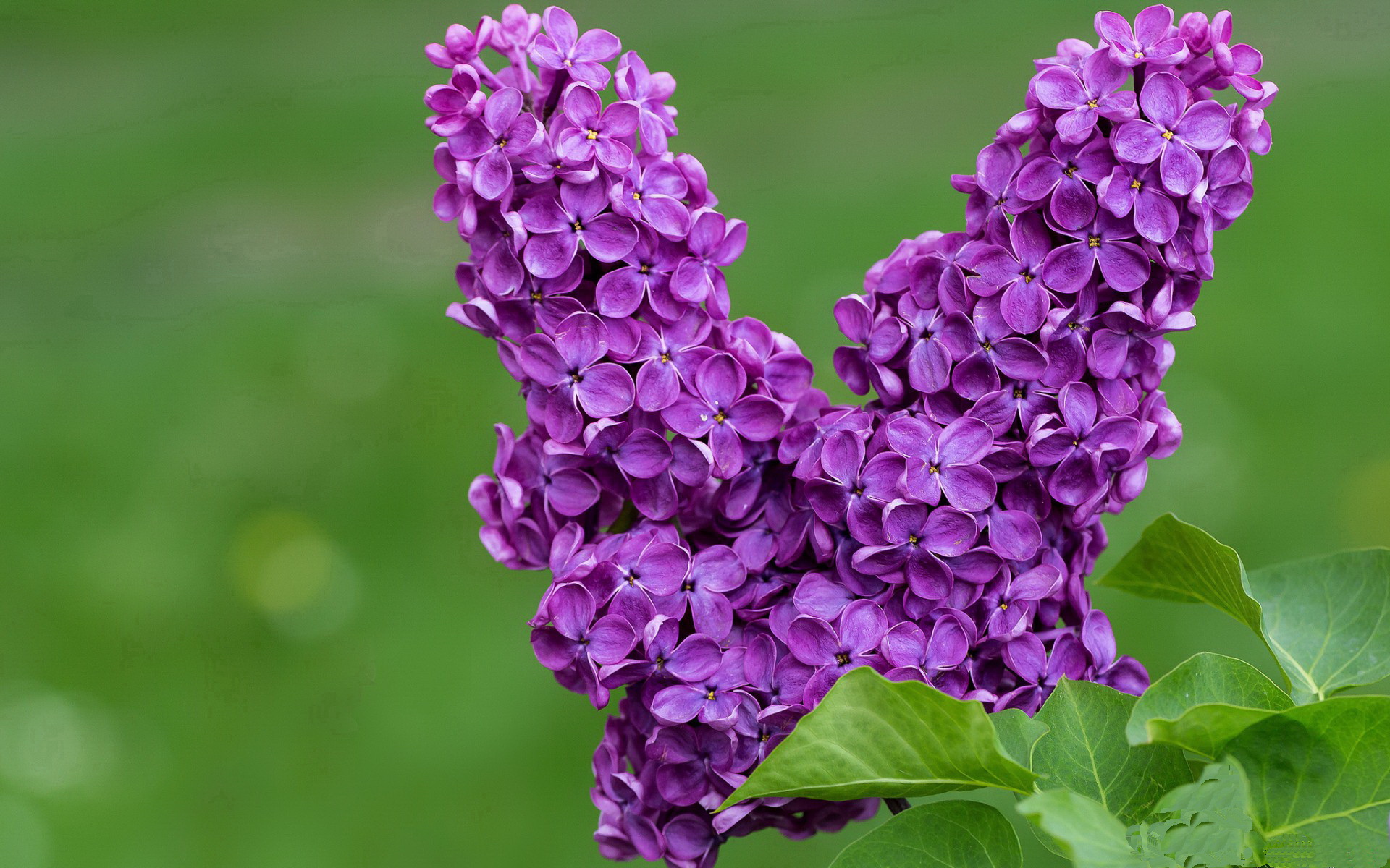 体育教学中情绪管理策略的应用效果,体育与情绪调控