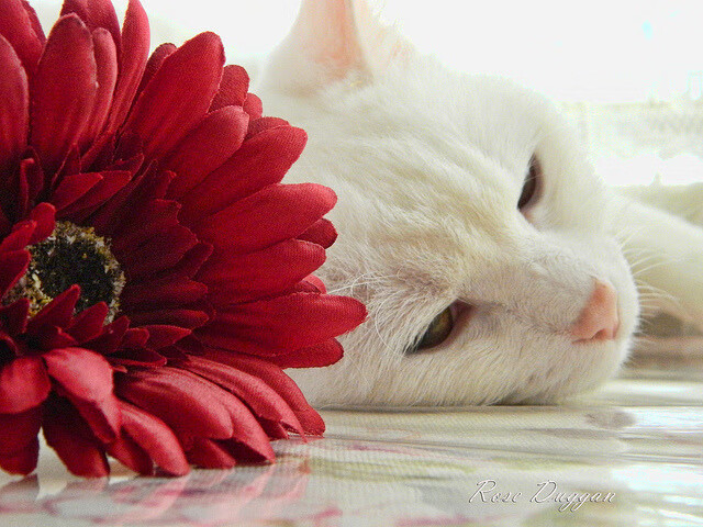 篮球运动员比赛后恢复技术应用研究,篮球运动员的赛后恢复