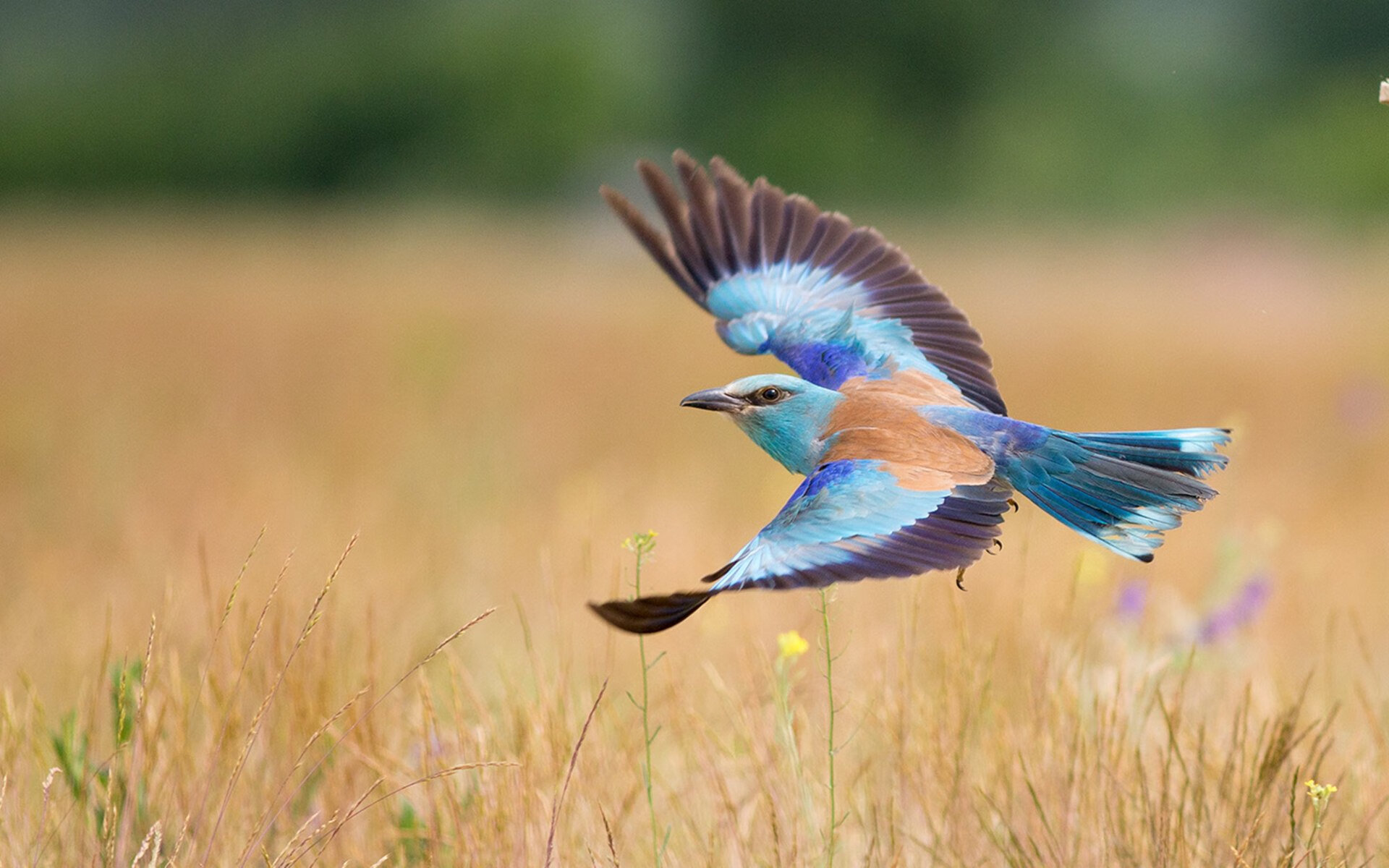 “在金牛区城北体育馆，舞者们以最完美的姿态迎接2025世界运动会运动舞蹈赛！”