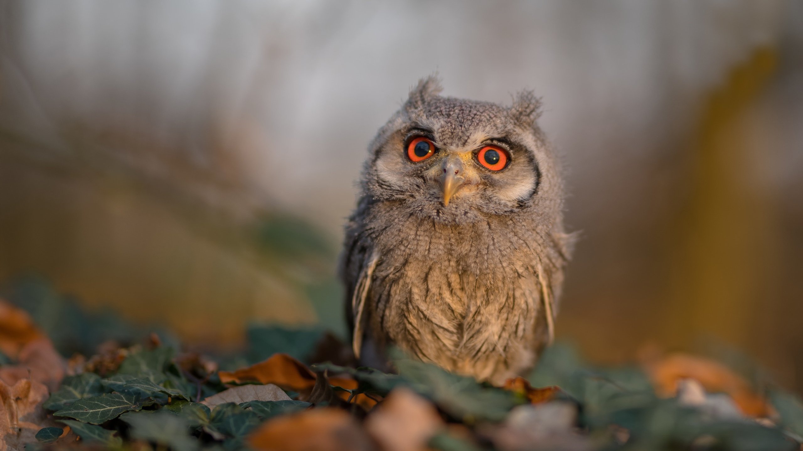 国家队缺乏对手情报收集团队支持