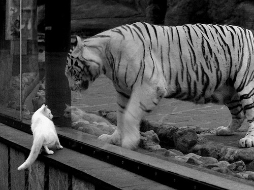 爱游戏app-澳女队自由泳冲刺阶段反超成功，澳大利亚女子4×100自由泳