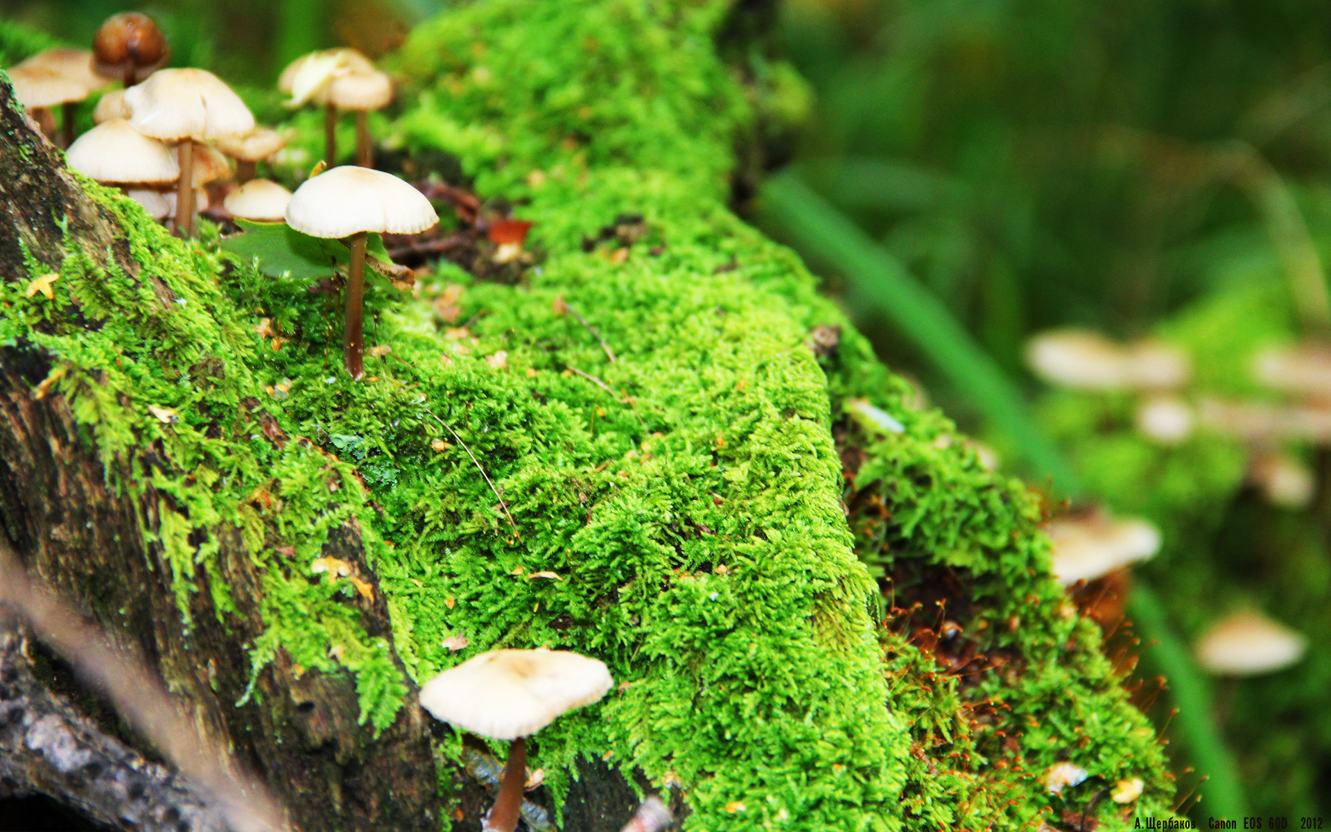 乌拉圭男篮在南美锦标赛中持续高光,梦想奥运舞台,乌拉圭男篮nba球员