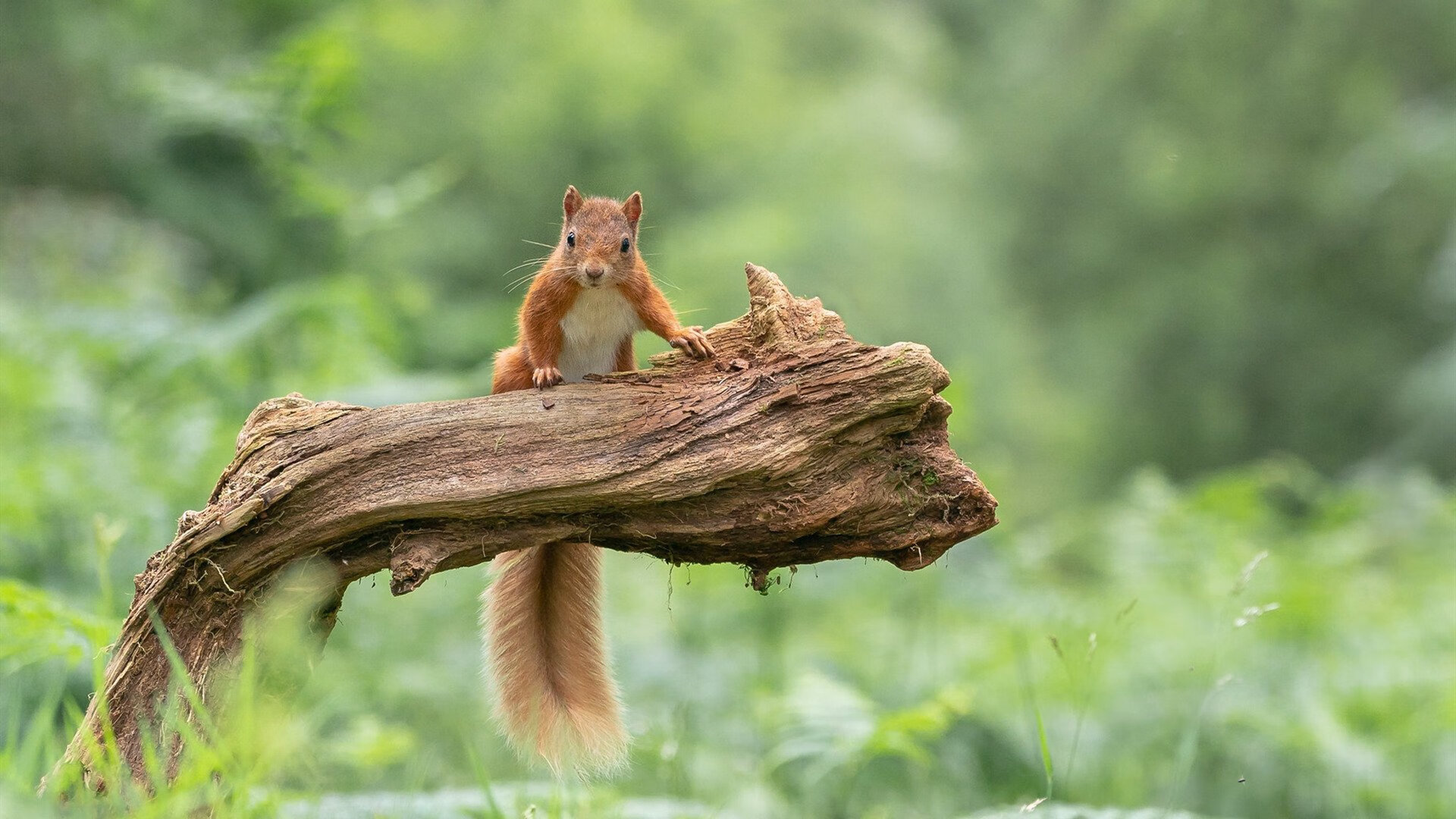 混合泳赛事比利时选手均衡发展,混合泳世界冠军