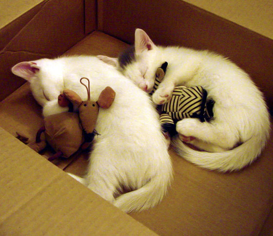 虚拟现实足球体验馆在全球扩展,让青少年“身临其境”体验比赛